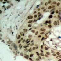 Anti-Exportin 5 Antibody