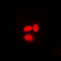Anti-Exportin 5 Antibody