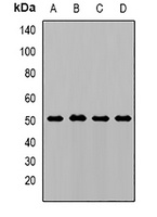 AMY1 Rabbit Polyclonal Antibody
