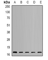 NUDT2 Antibody