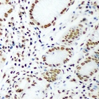DR1 antibody