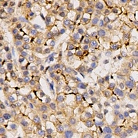 Anti-Kv4.3 Antibody