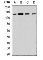 Myosin Ic Rabbit Polyclonal Antibody
