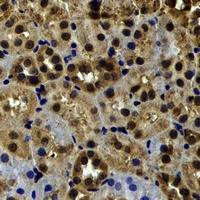 Anti-Myosin Ic Antibody