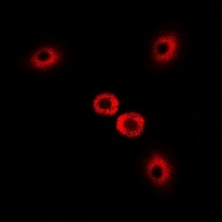 Anti-Myosin Ic Antibody