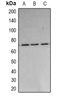 PARN Antibody