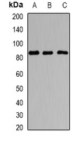 Sox-5 Rabbit Polyclonal Antibody