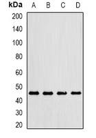 Gastric Lipase Rabbit Polyclonal Antibody