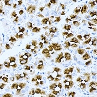 ASMTL antibody