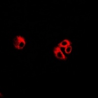 Anti-eIF3C Antibody