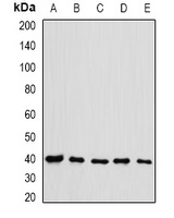 eIF3H Rabbit Polyclonal Antibody