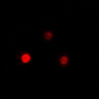 Anti-QKI Antibody