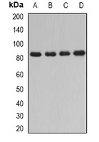 DPP3 Rabbit Polyclonal Antibody