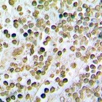 Anti-STAMBP Antibody