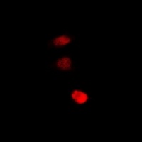 Anti-STAMBP Antibody