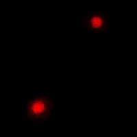 Anti-PC4 Antibody