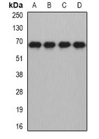 MTF-2 Rabbit Polyclonal Antibody