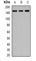 UPF2 Antibody