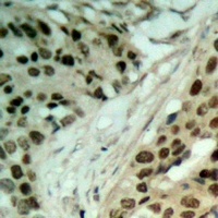 NAT5 Antibody
