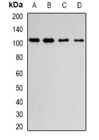 DPP8 Rabbit Polyclonal Antibody