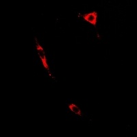 Prostaglandin E synthase 2 antibody