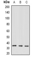 TFIIH p34 Rabbit Polyclonal Antibody