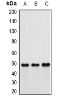 Hippi Antibody
