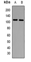 MCM10 Antibody