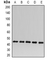 ACADS Antibody