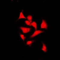 Anti-Spot 14 Antibody