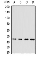 POU6F1 Antibody