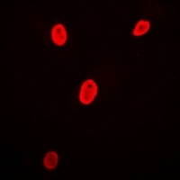 POU6F1 Antibody