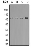 YT521-B Rabbit Polyclonal Antibody