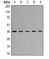 CapG Antibody