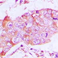 CapG Antibody