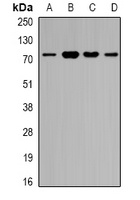 ZNF195 Rabbit Polyclonal Antibody