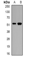CALCOCO2 Antibody