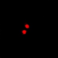 Anti-PRDM5 Antibody
