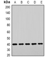 LHX6 Antibody