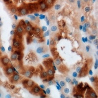 Anti-MOCS3 Antibody