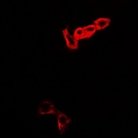 Anti-MOCS3 Antibody
