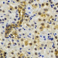 NAT13 Antibody