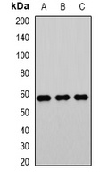 PHACS Antibody