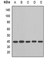 BCAT2 Antibody