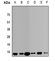 VAMP3 Antibody