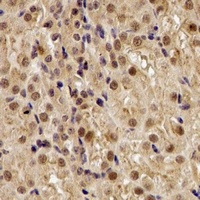 ASPSCR1 antibody