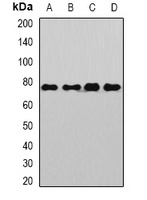 Sp110 Rabbit Polyclonal Antibody