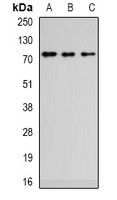 ZCWPW1 Rabbit Polyclonal Antibody
