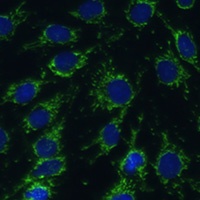 GLUD1 antibody