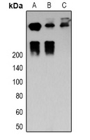 Desmoplakin Rabbit Polyclonal Antibody